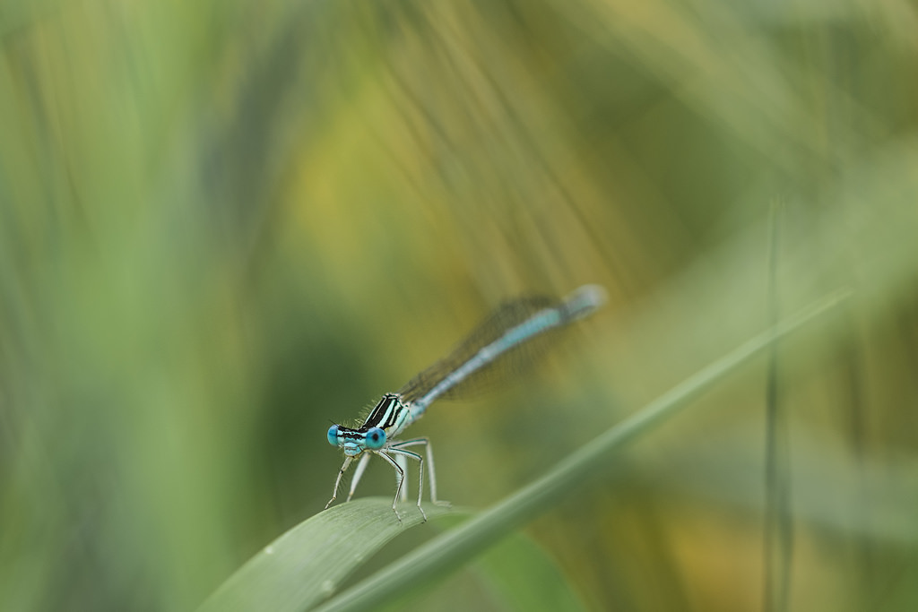 Pennipate bleuâtre / Platycnemis pennipes
