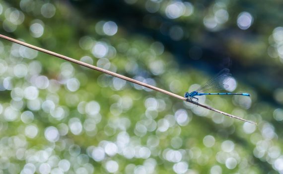 Agrion jouvencelle / Coenagrion puella