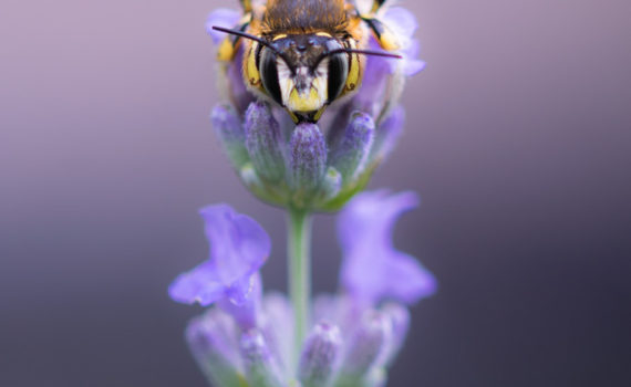 Anthidie cotonnière / Anthidium manicatum