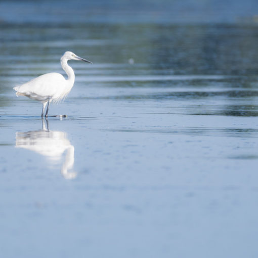 Aigrette garzette / Egretta garzetta