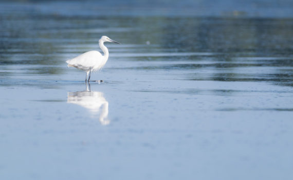 Aigrette garzette / Egretta garzetta