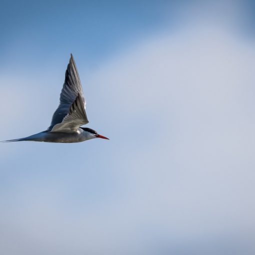 Sterne pierregarin / Sterna hirundo