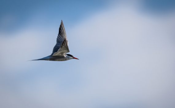 Sterne pierregarin / Sterna hirundo