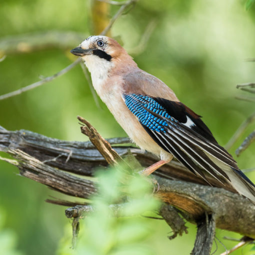 Geai des chênes / Garrulus gladarius
