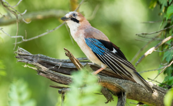 Geai des chênes / Garrulus gladarius