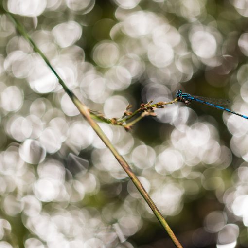 Agrion jouvencelle / Coenagrion puella