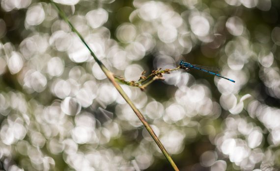 Agrion jouvencelle / Coenagrion puella