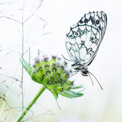 Demi-deuil / Melanargia galathea