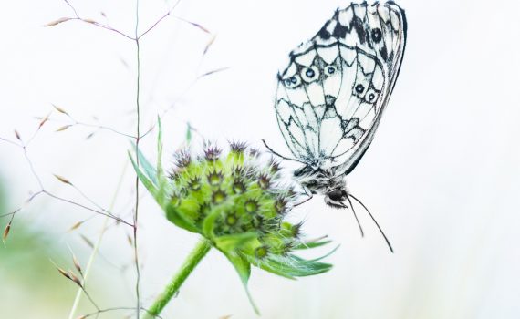 Demi-deuil / Melanargia galathea