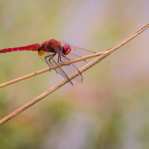 Crocothémis écarlate / Crocothemis erythraea
