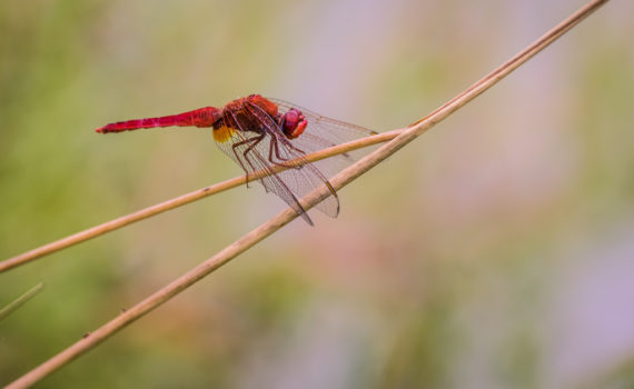 Crocothémis écarlate / Crocothemis erythraea