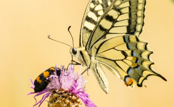 Machaon / Papilio machaon