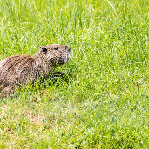 Ragondin / Myocastor coypus