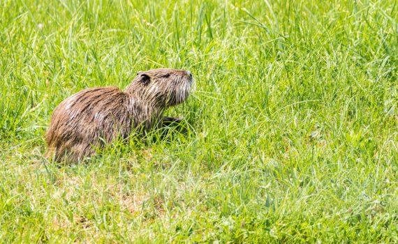 Ragondin / Myocastor coypus