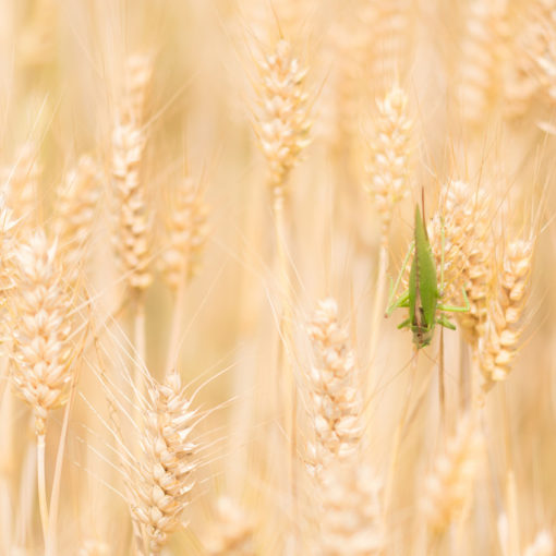 Grande sauterelle verte / Tettigonia viridissima