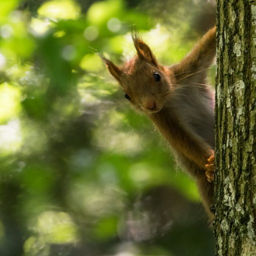 Ecureuil roux / Sciurus vulgaris