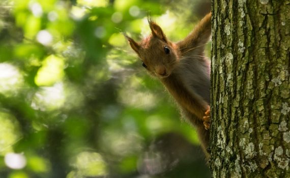 Ecureuil roux / Sciurus vulgaris