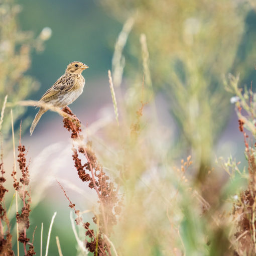 Bruant proyer / Emberiza calandra