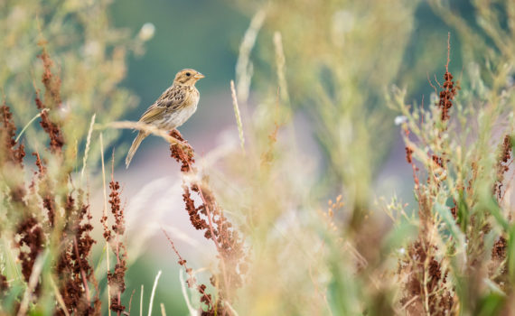 Bruant proyer / Emberiza calandra