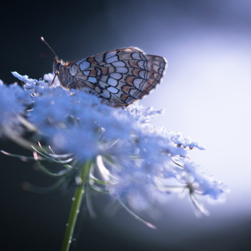 Mélitée orangée / Melitaea didyma