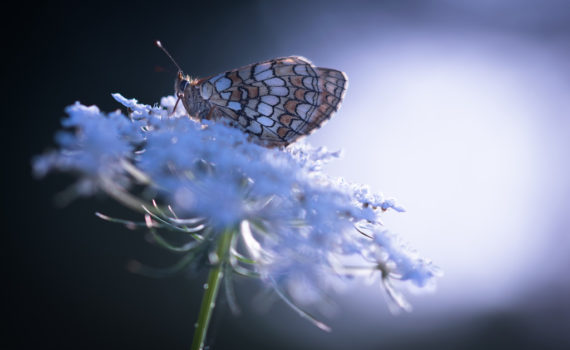 Mélitée orangée / Melitaea didyma