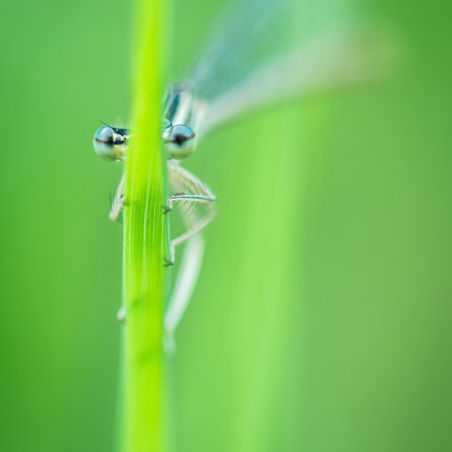 Pennipate bleuâtre / Platycnemis pennipes