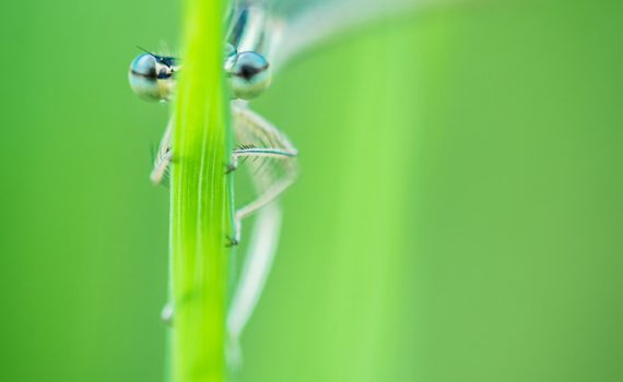 Pennipate bleuâtre / Platycnemis pennipes