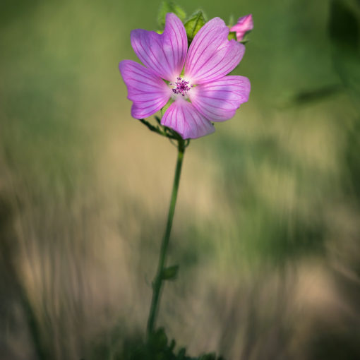 Mauve musquée / Malva moscha