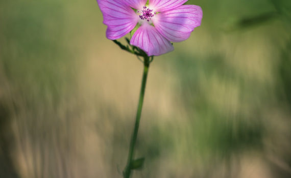 Mauve musquée / Malva moscha