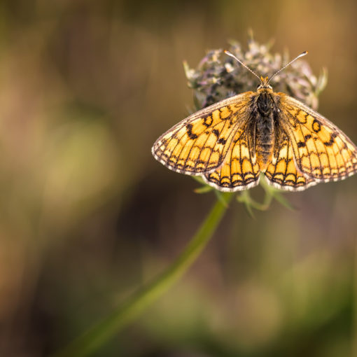 Mélitée orangée / Melitaea didyma