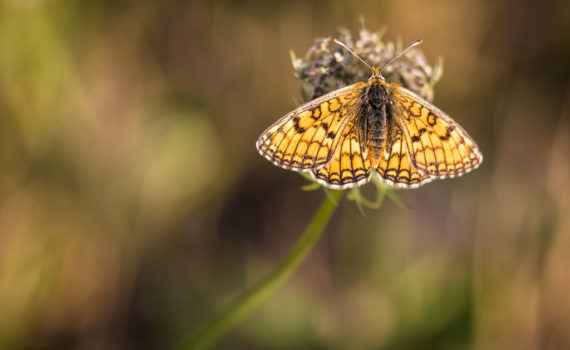 Mélitée orangée / Melitaea didyma