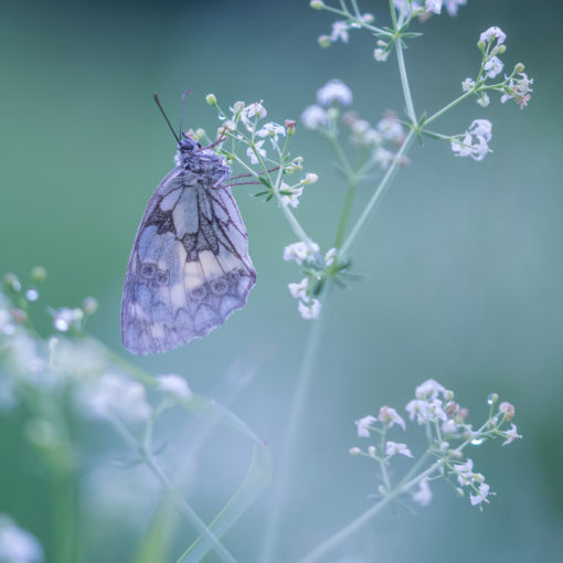 Demi-deuil / Malenargia galathea