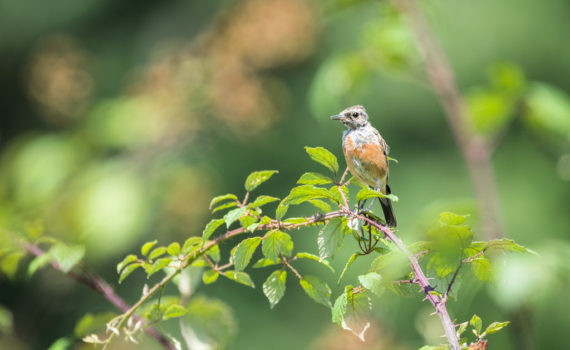 Tarier pâtre / Saxicola rubicola