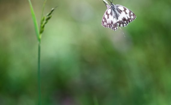 Demi-deuil / Melanargia galathea