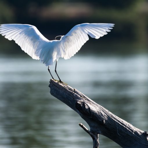 Aigrette garzette / Egretta garzetta