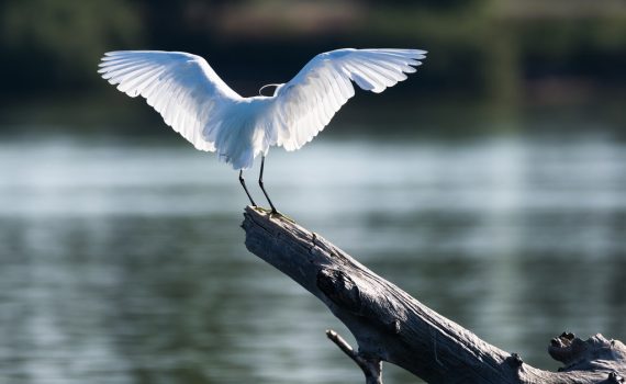 Aigrette garzette / Egretta garzetta