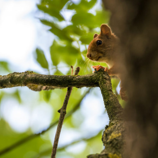 Ecureuil roux / Sciurus vulgaris