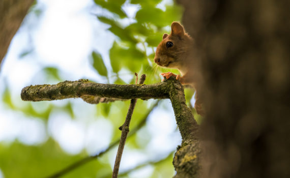 Ecureuil roux / Sciurus vulgaris