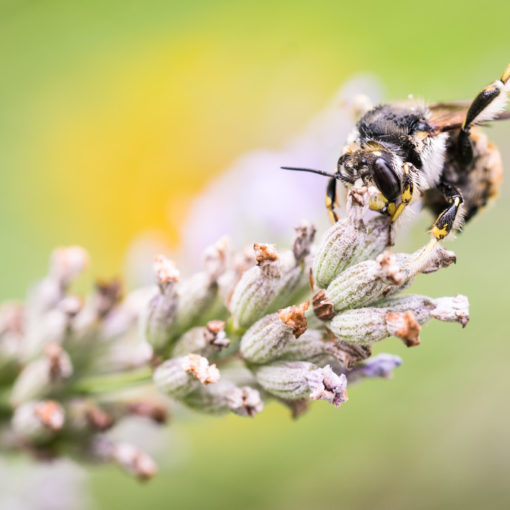 Anthidie cotonnière / Anthidium manicatum