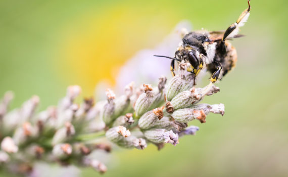 Anthidie cotonnière / Anthidium manicatum