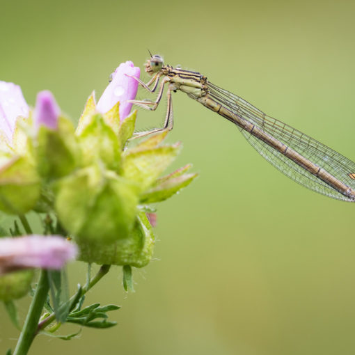 Pennipatte bleuâtre / Platycnemis pennipes