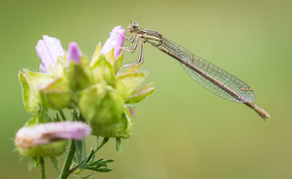 Pennipatte bleuâtre / Platycnemis pennipes