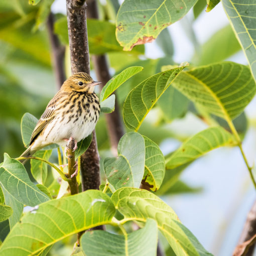 Pipit des arbres / Anthus trivialis