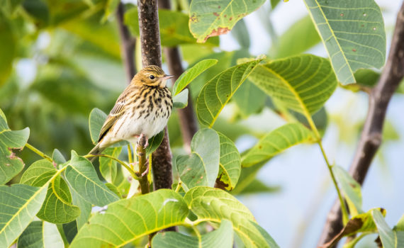 Pipit des arbres / Anthus trivialis