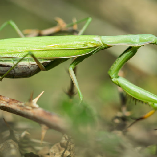 Mante religieuse / Mantis religiosa