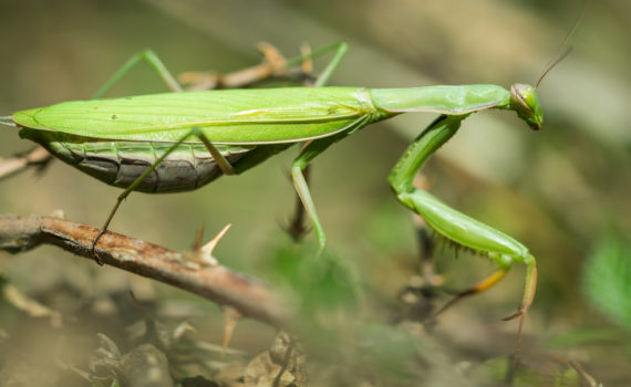 Mante religieuse / Mantis religiosa