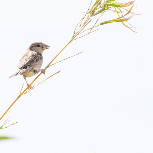 Moineau domestique / Passer domesticus