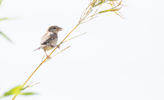 Moineau domestique / Passer domesticus