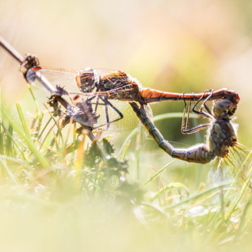 Sympétrum strié / Sympetrum striolatum