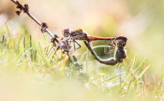 Sympétrum strié / Sympetrum striolatum